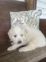 Female red collar, a female Great Pyrenees for sale in Bloomfield, IA – Photo 4 of 7