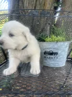 Puff (black collar), a male Great Pyrenees for sale in Bloomfield, IA – 3 of 3
