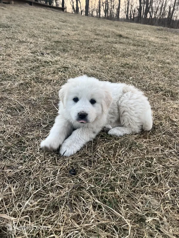 Sugar (rainbow collar)