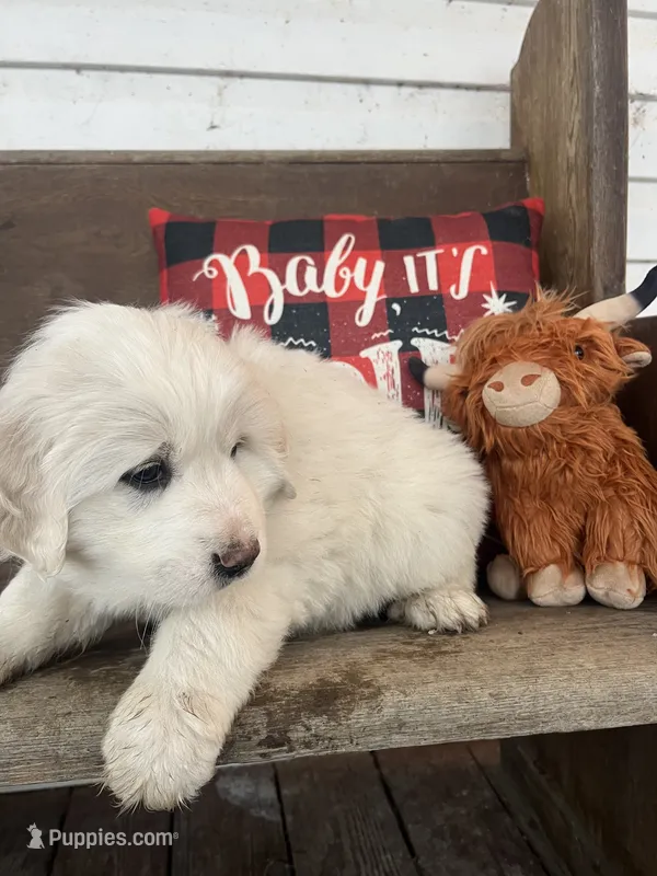 Sugar (rainbow collar)