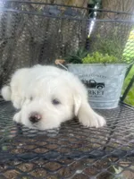 Cotton (blue male), a male Great Pyrenees for sale in Bloomfield, IA – 4 of 4