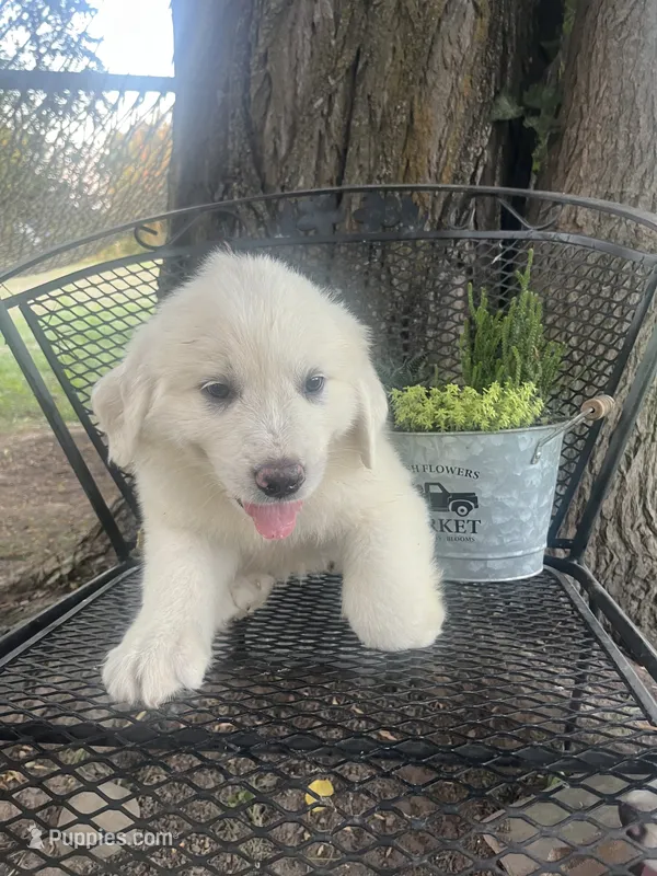 Cotton (blue collar) – Great Pyrenees puppy for sale in Bloomfield, IA