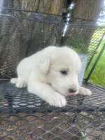 Fluff (orange male), a male Great Pyrenees for sale in Bloomfield, IA – 3 of 4