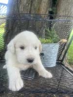 Fluff (orange male), a male Great Pyrenees for sale in Bloomfield, IA – 4 of 4