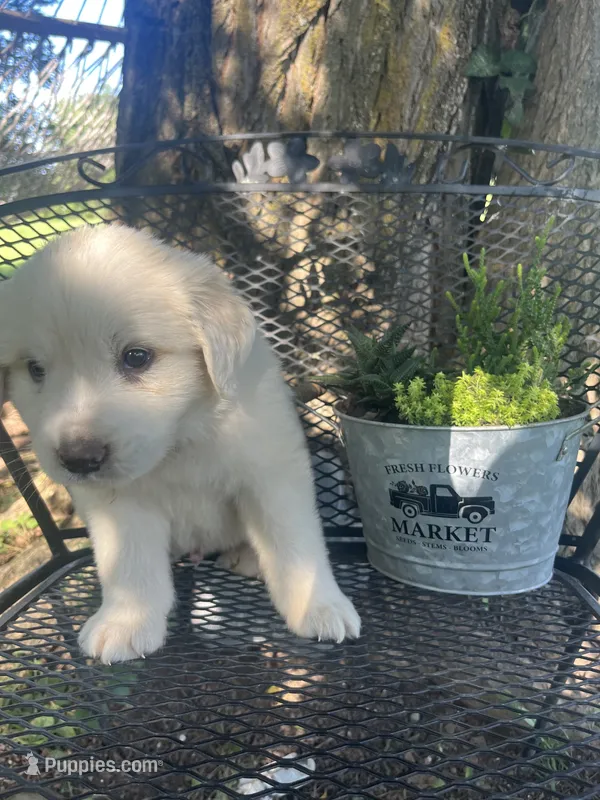 Cotton (blue male) – Great Pyrenees puppy for sale in Bloomfield, IA