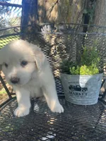 Cotton (blue male), a male Great Pyrenees for sale in Bloomfield, IA – 1 of 4