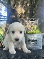 Sugar (Red collar), a female Great Pyrenees for sale in Bloomfield, IA – 2 of 4