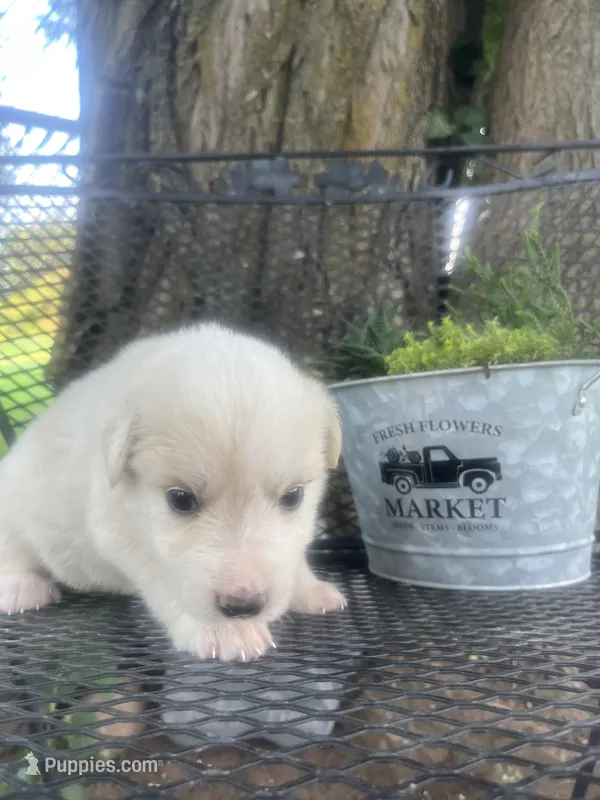 Honey (pink female) – Great Pyrenees puppy on hold in Bloomfield, IA
