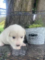 Honey (pink female), a female Great Pyrenees for sale in Bloomfield, IA – 1 of 2