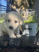 Vanilla (Neon collar), a female Great Pyrenees for sale in Bloomfield, IA – 2 of 4