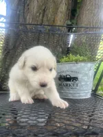 Sugar (Red collar), a female Great Pyrenees for sale in Bloomfield, IA – 4 of 4
