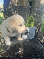 marshmallow (Green male), a male Great Pyrenees for sale in Bloomfield, IA – 2 of 4