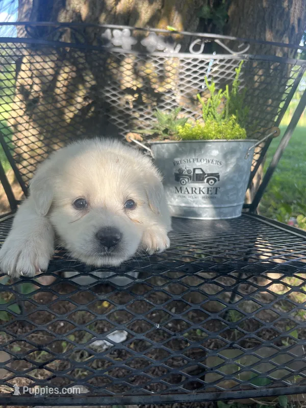 Vanilla (Neon collar) – Great Pyrenees puppy for sale in Bloomfield, IA
