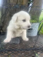 Vanilla (Neon collar), a female Great Pyrenees for sale in Bloomfield, IA – 4 of 4