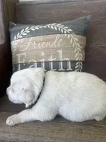 Male black collar, a male Great Pyrenees for sale in Bloomfield, IA – Photo 5 of 6