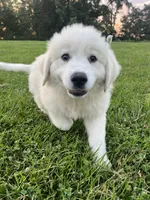 Male black collar, a male Great Pyrenees for sale in Bloomfield, IA – Photo 1 of 6