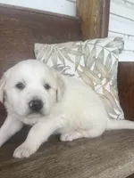 Male black collar, a male Great Pyrenees for sale in Bloomfield, IA – Photo 3 of 6