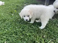 Male black collar, a male Great Pyrenees for sale in Bloomfield, IA – Photo 2 of 6