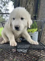 Puff (black collar), a male Great Pyrenees for sale in Bloomfield, IA – 2 of 6