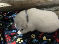 Oat (plaid collar), a male Great Pyrenees for sale in Bloomfield, IA – Photo 4 of 4