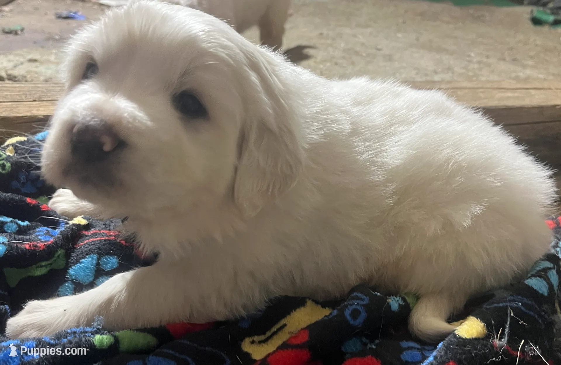 Oat (plaid collar), a male Great Pyrenees for sale in Bloomfield, IA – Photo 2 of 4