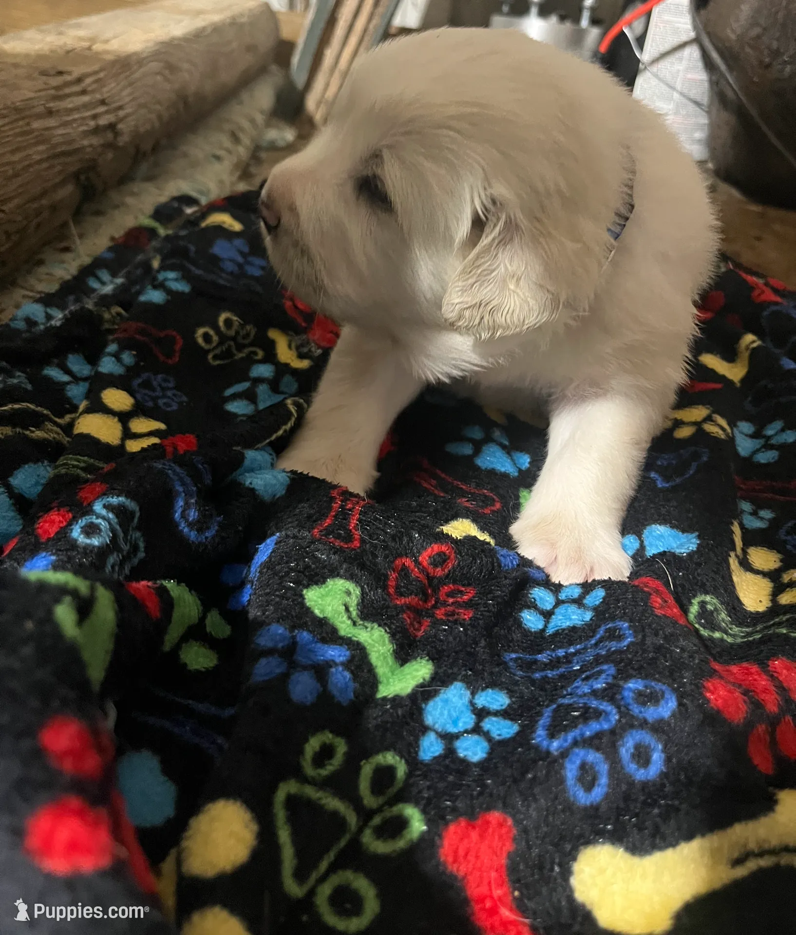 Oat (plaid collar), a male Great Pyrenees for sale in Bloomfield, IA – Photo 3 of 4