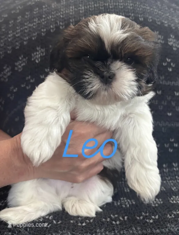 Leo – Shih Tzu puppy for sale in Lagro, IN