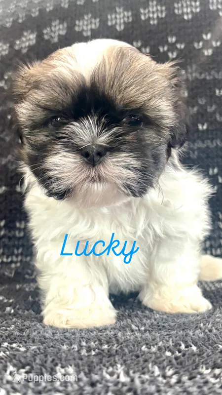 Lucky – Shih Tzu puppy for sale in Lagro, IN