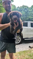 Nash, a male Australian Labradoodle for sale in Shreve, OH – 3 of 3