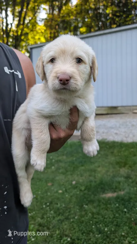 Cruz – Australian Labradoodle puppy for sale in Shreve, OH