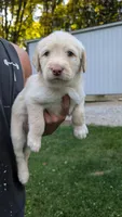 Cruz, a male Australian Labradoodle for sale in Shreve, OH – 1 of 3