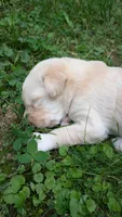 Cruz, a male Australian Labradoodle for sale in Shreve, OH – 3 of 3