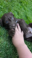 Arlo, a male Australian Labradoodle for sale in Shreve, OH – 3 of 3