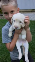 Cruz, a male Australian Labradoodle for sale in Shreve, OH – 2 of 3