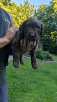 Arlo, a male Australian Labradoodle for sale in Shreve, OH – 2 of 3