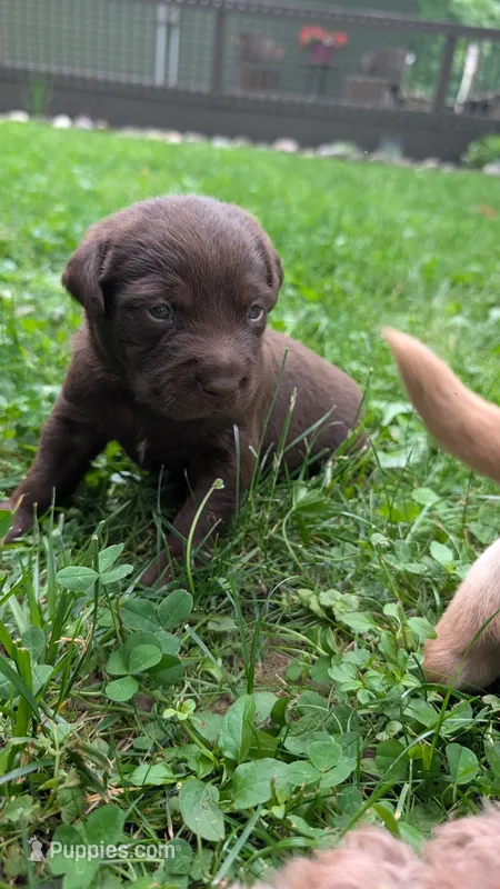 Nash – Australian Labradoodle puppy for sale in Shreve, OH
