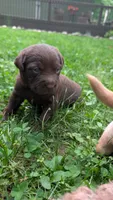 Nash, a male Australian Labradoodle for sale in Shreve, OH – 1 of 3