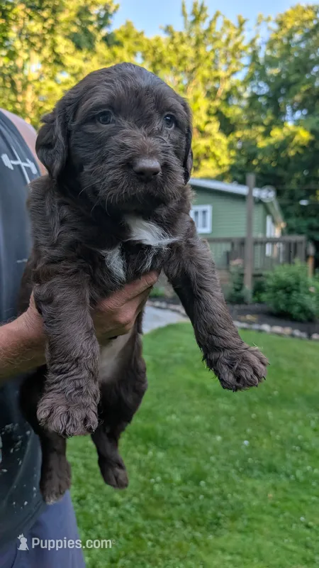 Arlo – Australian Labradoodle puppy for sale in Shreve, OH