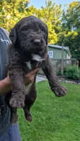 Arlo, a male Australian Labradoodle for sale in Shreve, OH – 1 of 3