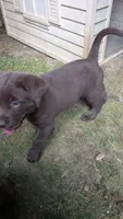 Nash, a male Australian Labradoodle for sale in Shreve, OH – 2 of 3