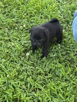 Bubbles, a female Pug for sale in Salina, OK – 3 of 10