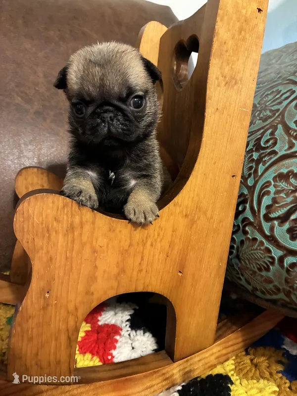 Beckett – Pug puppy for sale in Salina, OK