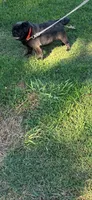 J  Champions are in Pedigrees, a female Pug for sale in Salina, OK – 2 of 4