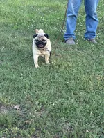 Dally, a female Pug for sale in Salina, OK – 5 of 8