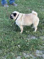 Dally, a female Pug for sale in Salina, OK – 8 of 8