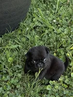 Bo, a male Pug for sale in Salina, OK – 5 of 10