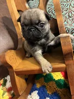 Flynn, a male Pug for sale in Salina, OK – 7 of 7