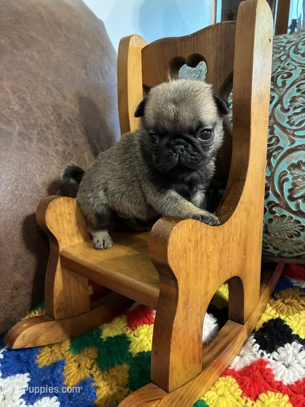 Beckett – Pug puppy for sale in Salina, OK