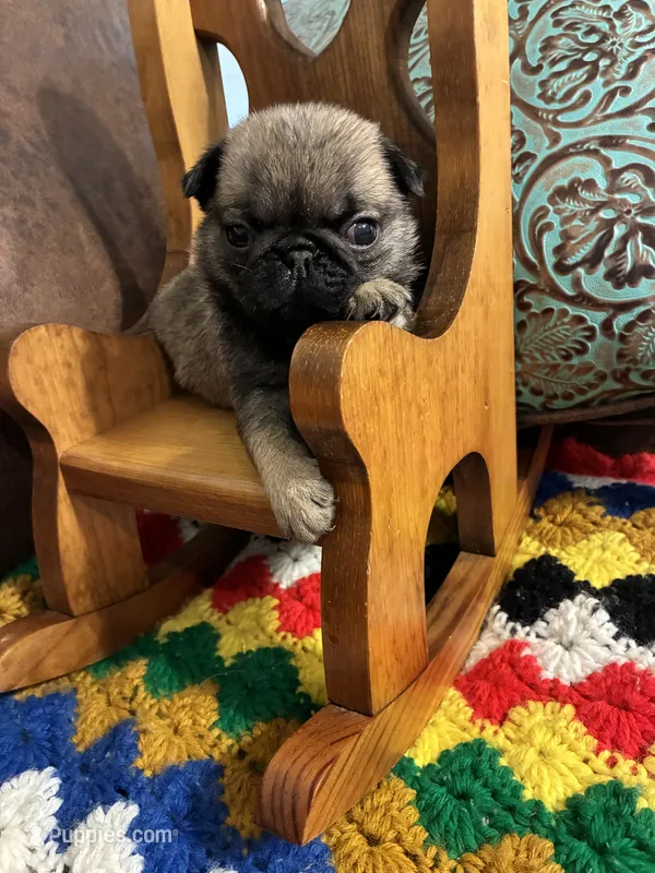 Flynn – Pug puppy for sale in Salina, OK