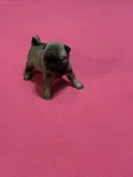 Hope, a female Pug for sale in Salina, OK – 6 of 9
